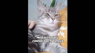 И Такая Петрушка Постоянно 😁 #Cat #Shortscats #Tiktok #Юмор #Ржачныевидео