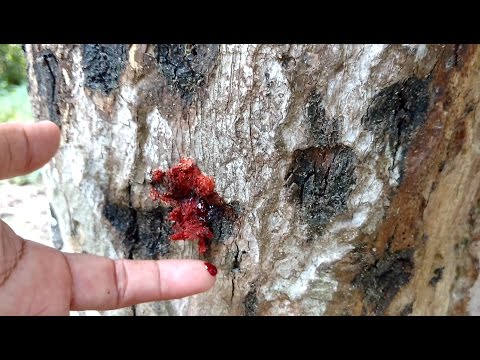 Video: Pterocarpus Angolensis - Ein Blutender Baum - Alternative Ansicht