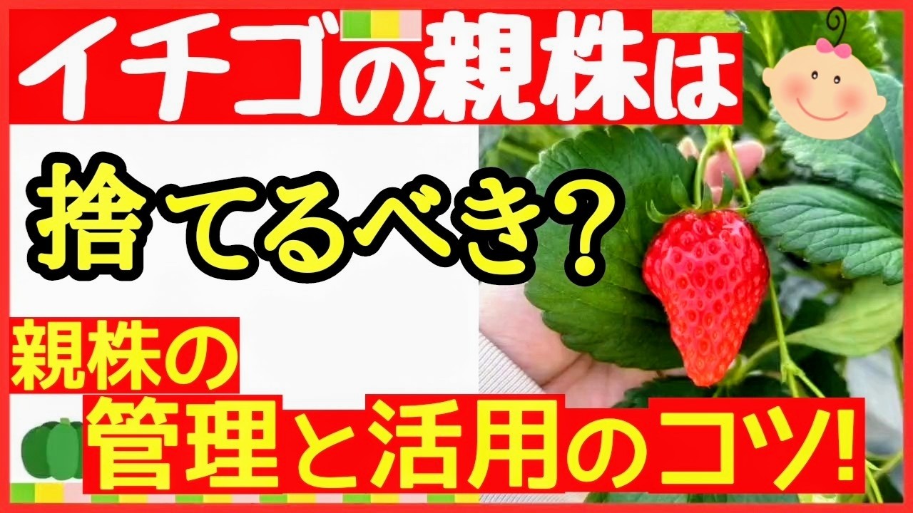 イチゴは植えっぱなしでも大丈夫⁉たくさん収穫する親株の管理法と苗の更新サイクル【初心者イチゴ栽培・育て方】