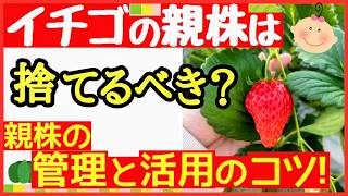Is it okay to leave strawberries planted? How to care for the