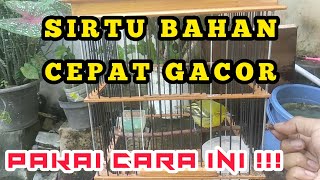 Download Lagu Cara Merawat Burung Sirtu/Cipoh Biar Cepat Gacor dan Rajin Berkicau MP3