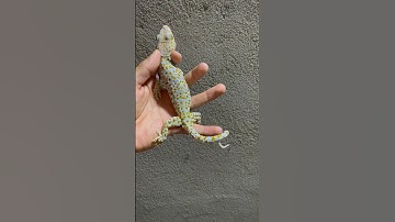 Tắc kè bông vàng nền trắng xanh cực đẹp #tacke #tackehoa #traitackephuchau #gecko