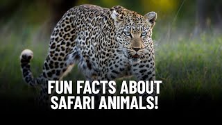 Unleash Your Inner Explorer with These 6 Mind-Blowing Safari Animal Facts!