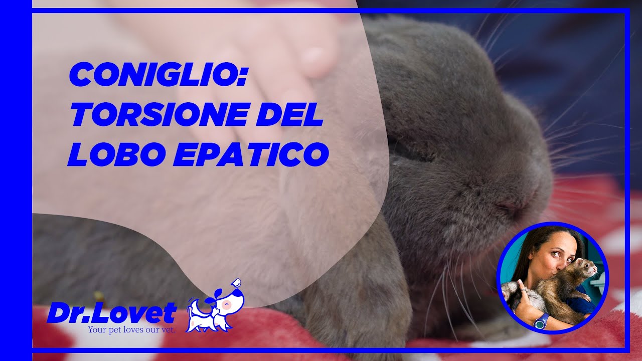 Il Coniglio: la torsione del lobo epatico
