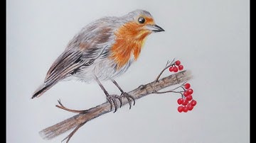 How to Draw a Robin Bird (Realistic)| Robin (European) Bird Step by Step Drawing
