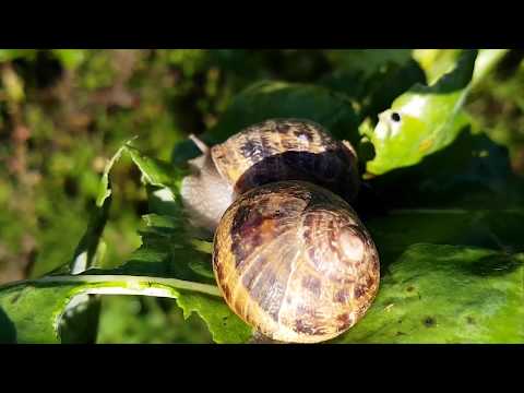 Video: Kako Se Polži Razmnožujejo