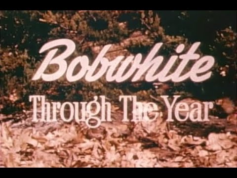 Bobwhite Through the Year still