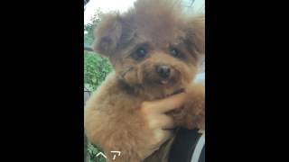C CHANNEL 愛犬ロージーちゃんのヘアカット♪ Taylor テイラー