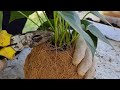 Ideia LINDA com FIBRA de COCO e Faça uma linda KOKEDAMA de Antúrio