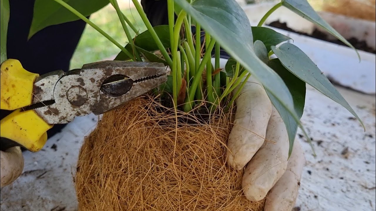 LINDA Idea с КОКОСОВЫМ ВОЛОКНОМ и сделать красивый антуриум КОКЕДАМА