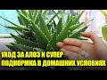 Уход За Алоэ В Домашних Условиях / Уход И Супер Подкормка Для Отличного Роста и Цветения Столетника