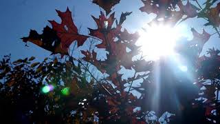 Sun Shining through Autumn Oak Leaves | FREE NATURE STOCK FOOTAGE