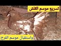 تسريع موسم القلش عند الحمام واستقبال موسم الفرخ دكتور حمام مصري