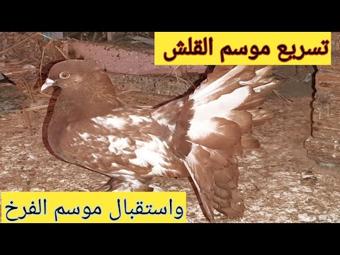 تسريع موسم القلش عند الحمام واستقبال موسم الفرخ دكتور حمام مصري