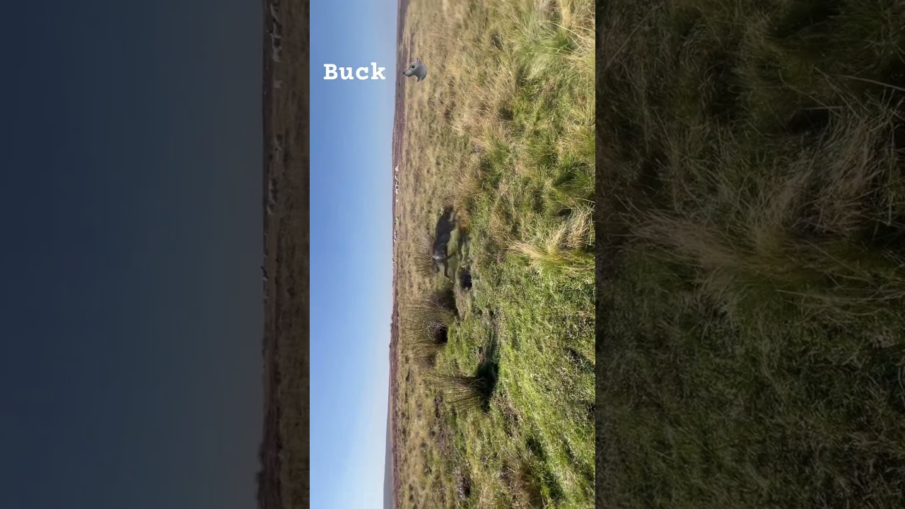 Bolting rabbits to Buck 