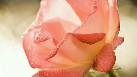 ص (٥٧) سورة آل عمران - القارئ الشيخ مشاري راشد العفاسي حفظه الله تعالى ...