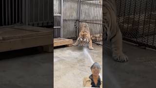 Lions 🦁 Care in Zoo #short#youtubeshorts #Archana