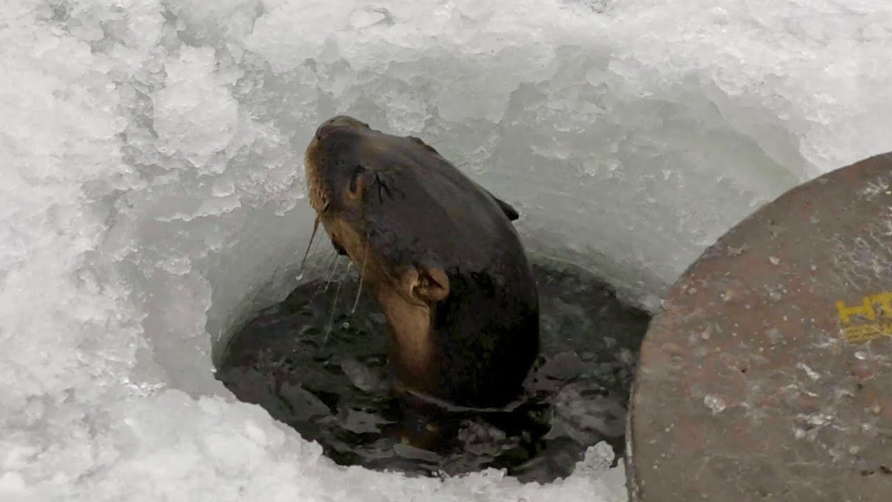 Moosehead Lake & Sebec Perch Hole