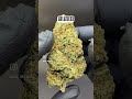 GELATO 33 CBD Flower #cbdflower #hempflower #cbd