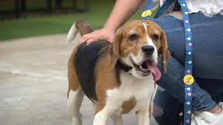 Huft Pup In The Air Dog Collar And Leash Set - Heads Up For Tails