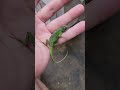 This Little Guy Refuses to Leave! 🦎✨