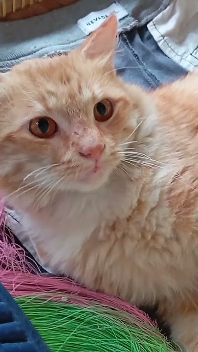 lazy cat #cheerful cat #cute and cute angora cat