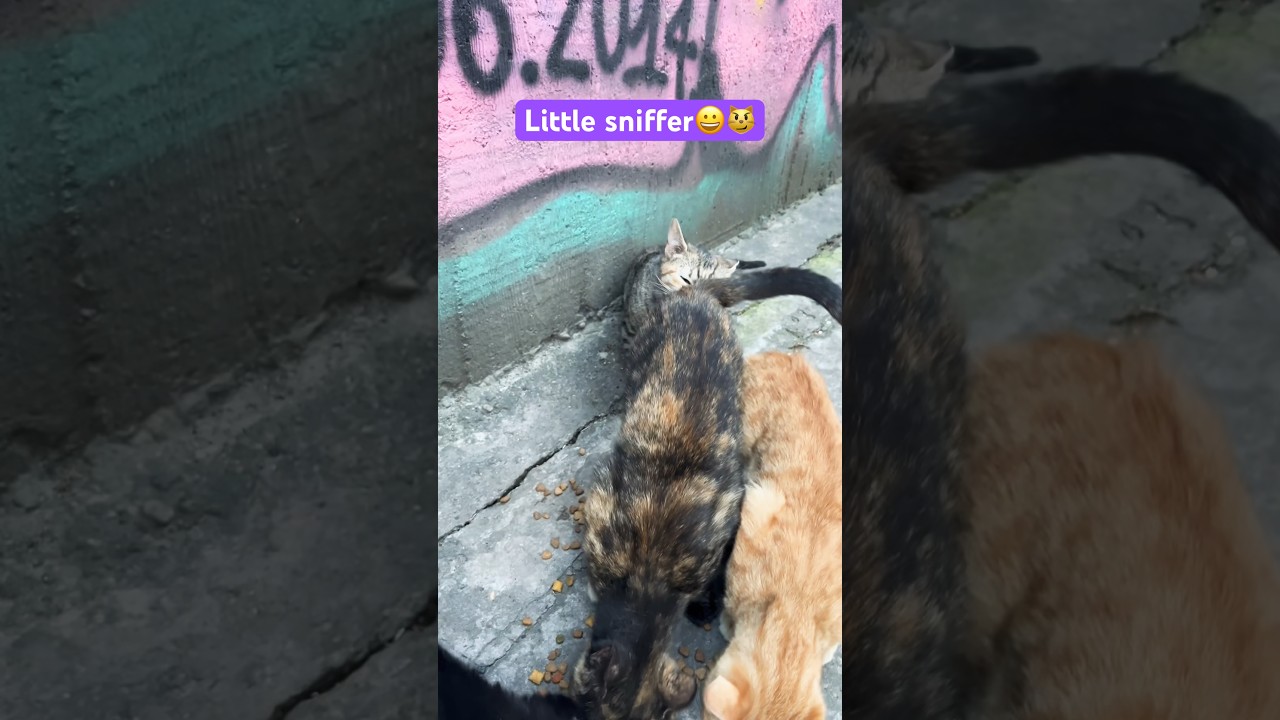 Little sniffer 😼🤣 