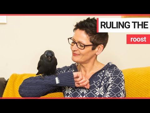 Jackdaw nursed back to health by family | SWNS