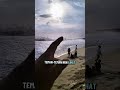 Pantai Konservasi penyu, ujung genteng, ombaknya dhasyat bgt#pantai #penangkaranpenyu #ujunggenteng