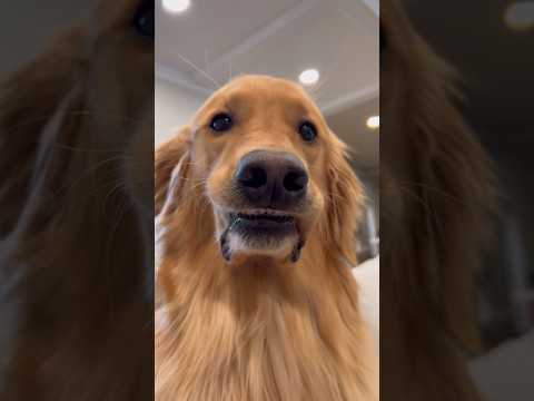 Video: Klauskite plaukuotų šunų veislių: 