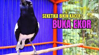 PANCINGAN KACER TERBAIK bikin Semua Jenis Kacer LANGSUNG KONSLET, Terapi Kacer Agar GACOR NGEPLONG