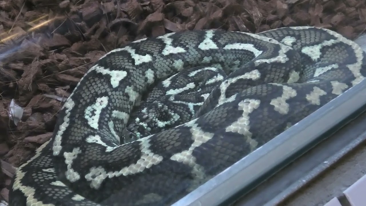 東山 動物園 ヘビ