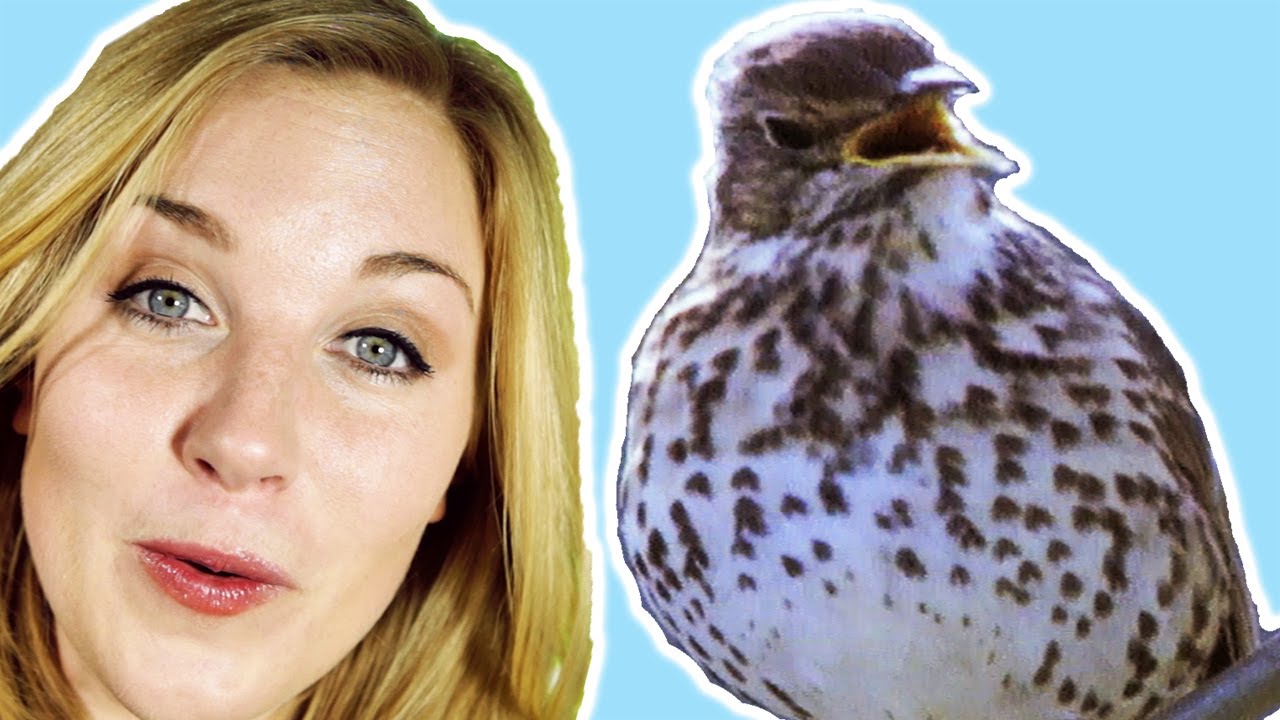 What is the dawn chorus? | Zoo La La (Ep 25) | BBC Earth Explore