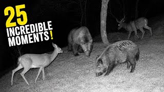 25 Wild Animal Encounters You Need to See 📸🐺🦌 #trailcam #animals #nature 