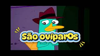 Mamíferos monotremados