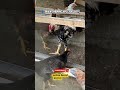 Ayam Bukan Hewan Biasa | Fakta mengejutkan #FaktaUnikAyam #Ayam #FaktaMenarik #HewanUnik #shortvideo