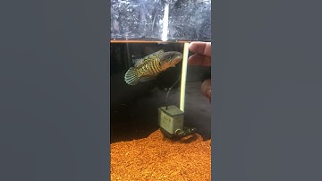 Trường hợp lạ ở cá lóc nữ hoàng  #caloccanh #calockieng #channa #channamaru #fish #xuhuong