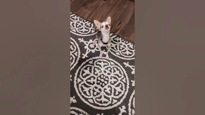 Giorgio wants his bone now!