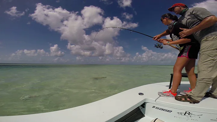 one of Tara's Lemon Sharks