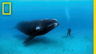 Diving with Whales | Nat Geo Live