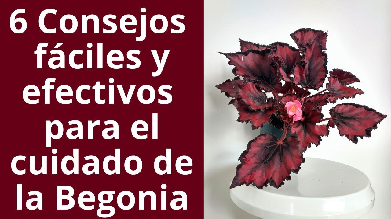 CÓMO CUIDARLAS BEGONIAS. 6 Consejos prácticos y efectivos