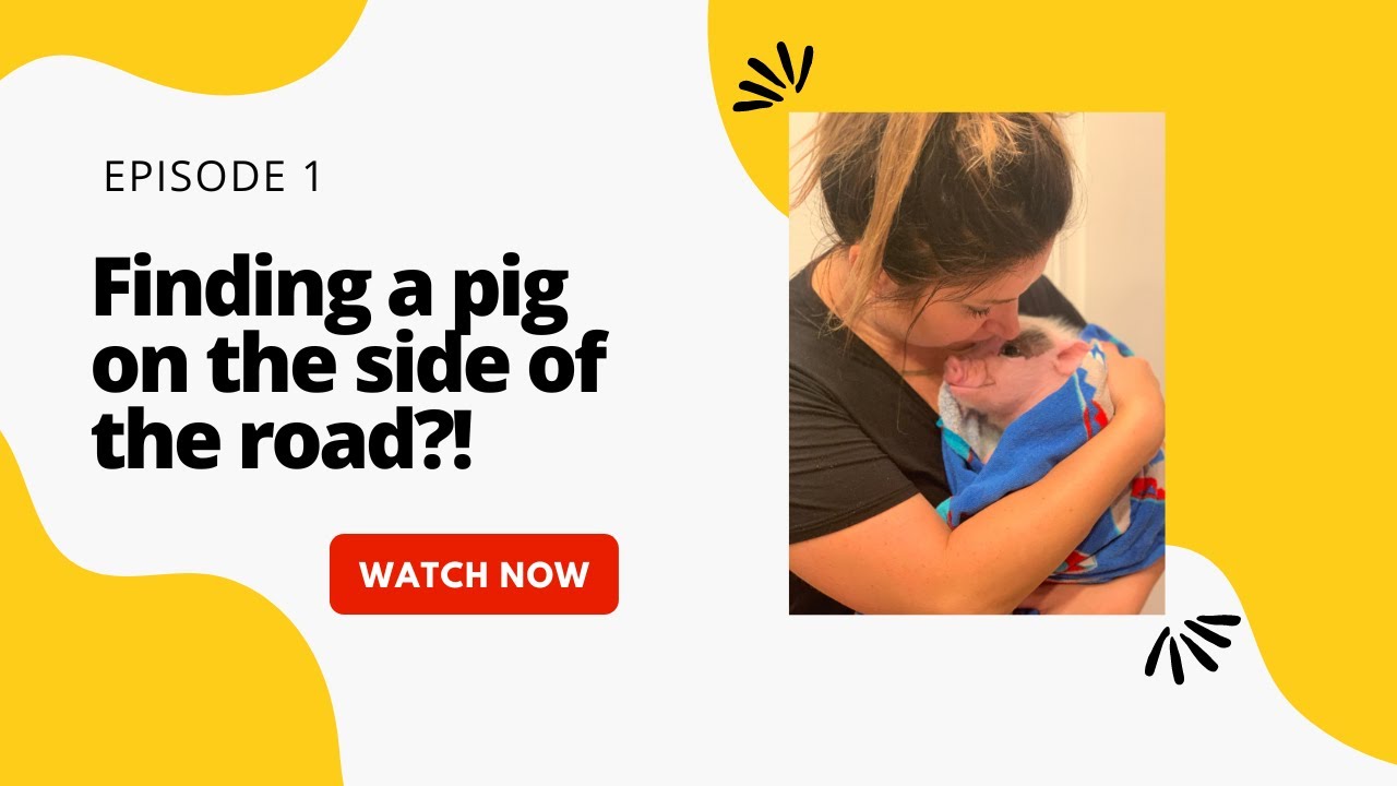 FINDING A PIG ON THE SIDE OF THE ROAD!? | George Hamiltons rescue story