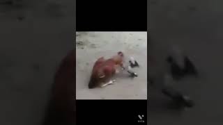 Rooster fighting with Birds | mynah | murga
