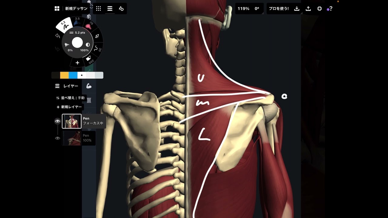 Basic anatomy and function of trapezius