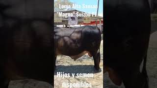 Suizbú Lechero🇲🇽 Loma Alta Sansao "Magno" #SuizbuLechero #gyrlecherob#rancholomaalta