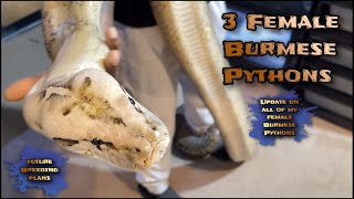 Celebrity 3 Burmese Pythons 🐍| Update on all of my female Burmese pythons| Future breeding plans Net Worth
