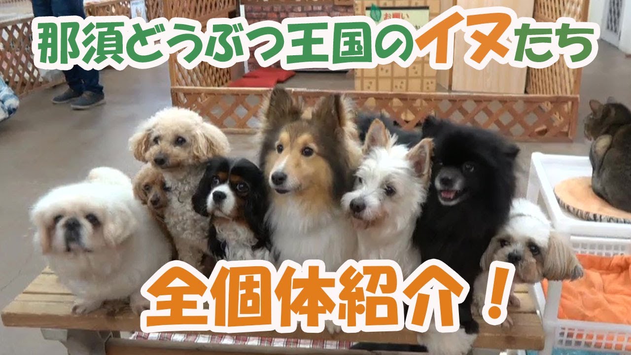 【犬好き集まれ】王国のイヌを全頭紹介します！！！【最後におしらせあり】