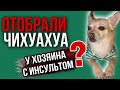 Отобрали Чихуашку у хозяина с инсультом? | Как сложилась судьба Тузика