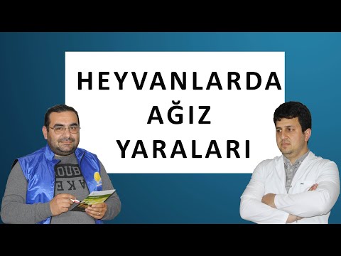 Video: İtlərdə Sətəlcəm (Bakterial)