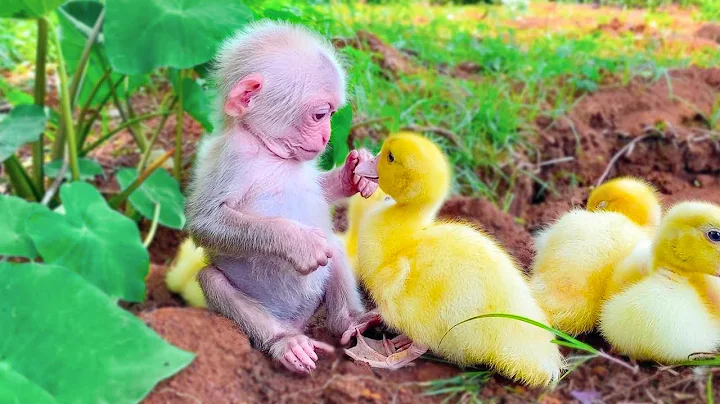 20 Cutest Baby Animals That Will Make You Go Aww